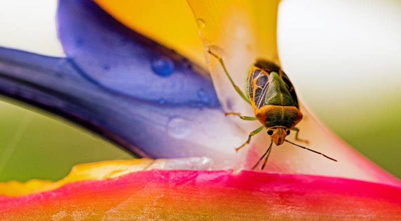 Image of a bug on a flower petal shot with macro lens and a remote camera shutter release